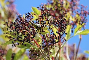 Elderberry: 5 Natural Remedies for Cold and Flu